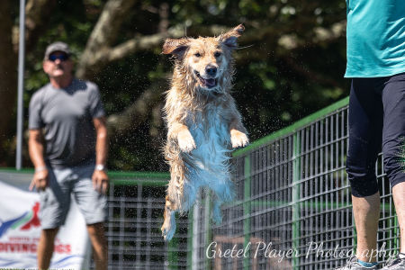 Elle the dock diving dog- personal best 19’