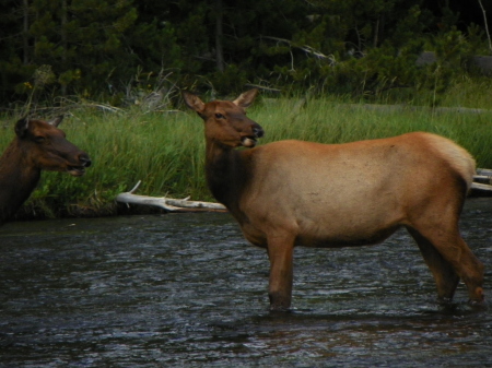 Yellowstone