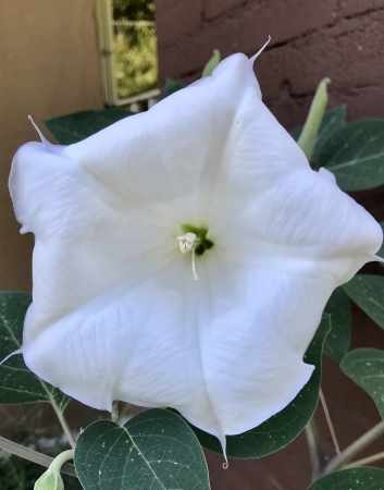 Moon Flower (blooms at night)