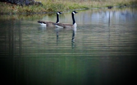 Geese in back yard…love our visitors:) 