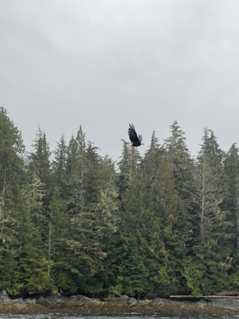 Bald Eagle in the wild, Ketchikan, Alaska 