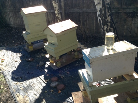 My bee hives