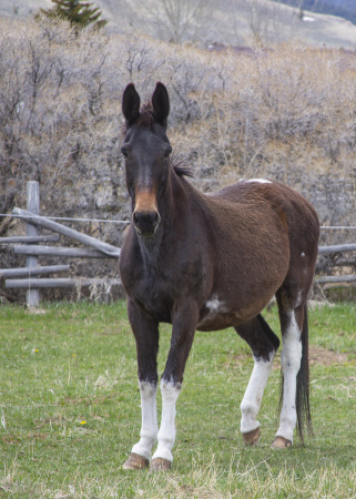 Pippi (Longstockings) Mule