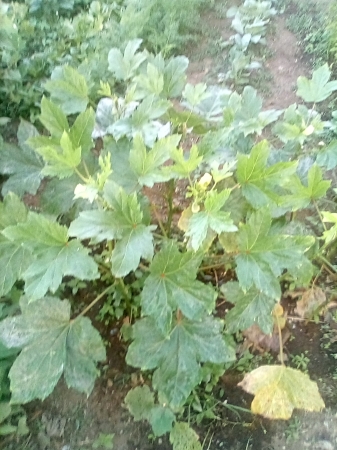 Okra plant