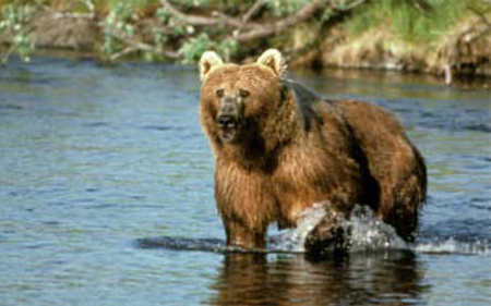 Kodiak Bear near Anchorage