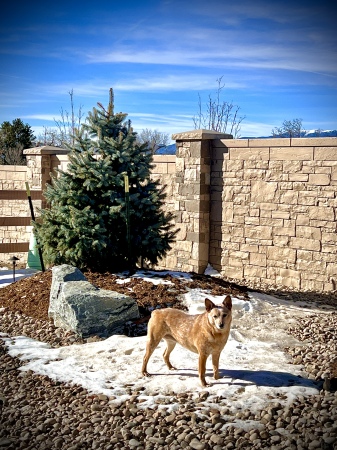 Ginger posin’ out back