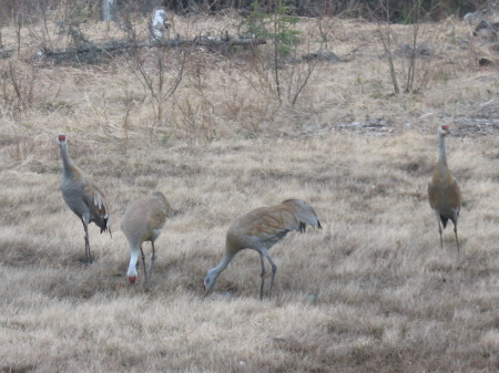 These mature sandhill cranes migrated back to Alaska for several years, residing in our back yard having three sets of colts.  We enjoy watching them roam around the yard.  It is always a bit sad to see them go each year. 