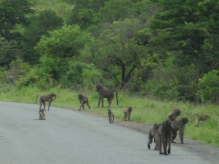 Christine Sadry's album, Safari - Huiluwe Game Reserve, SA