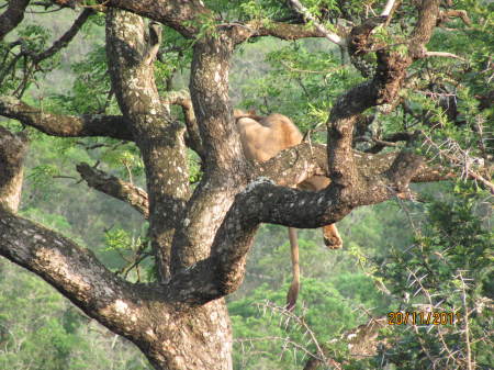 Christine Sadry's album, Safari - Huiluwe Game Reserve, SA