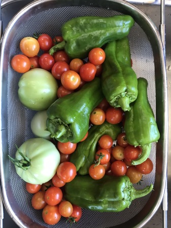 One year harvest