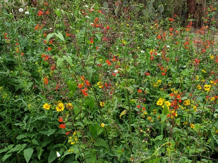 Mike Koehler's album, McAllen Nature Center