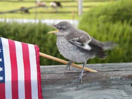 Baby mocking bird