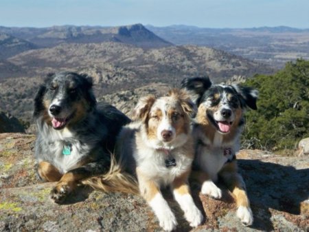 Three of our Aussies - Zoe, Lucy and Izzie.