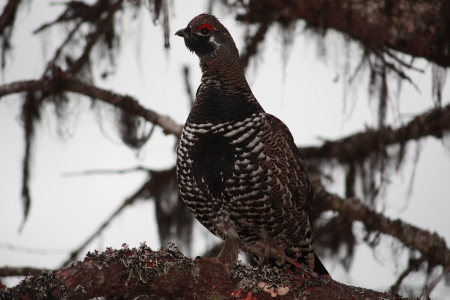 Spruce hen up in a tree at moose camp