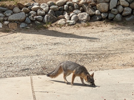 Gray Fox