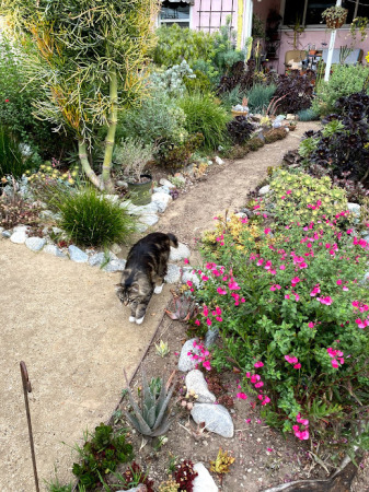 Milo strolling the garden path.