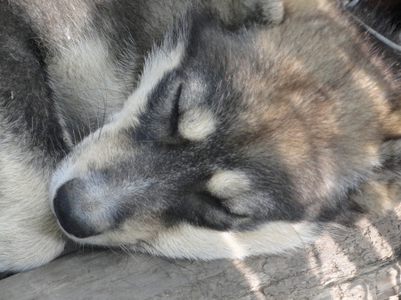 Husky puppy