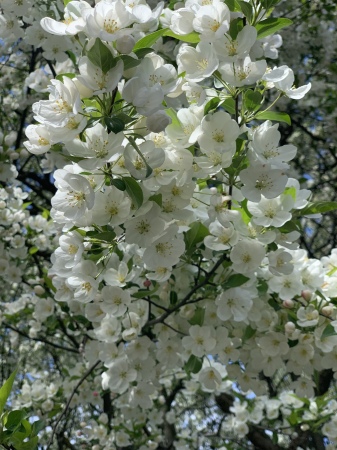White Flowering trees