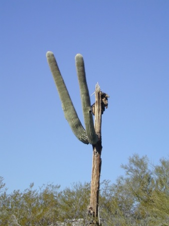 Dying Saguaro: "Please Lord save me" 