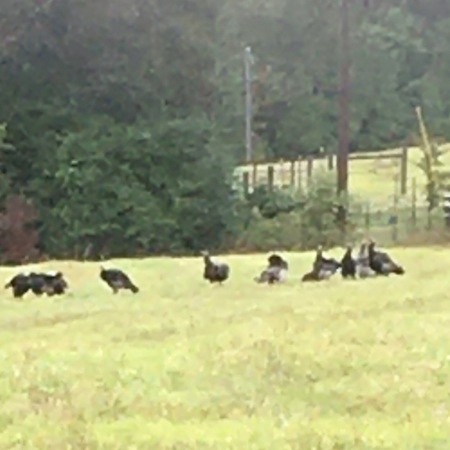 Turkeys come to visit