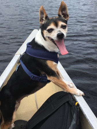 Miss Lucy on the canoe 2018