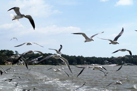 Seagulls