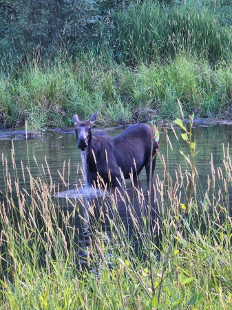 Cow moose 