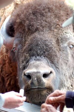 Terry Bison Ranch, Cheyenne