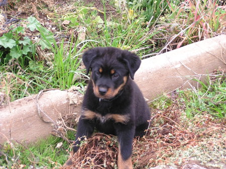 Otter dog