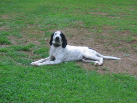 Our ole Blue-tick hound,"Jake"