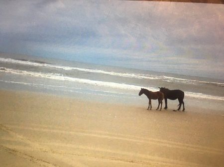 Corrola wild horse refuge 