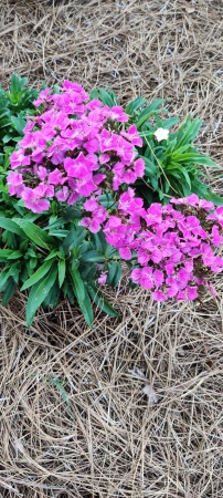 I love my sweet William flowers