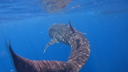 Chasing Whale Sharks!