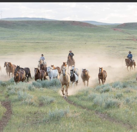 Wrangling horses