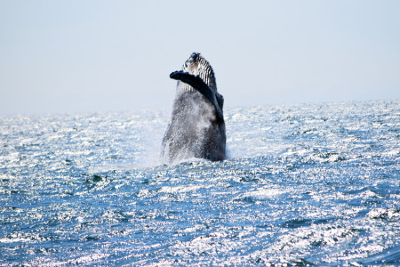 Breaching Humpback Whale 