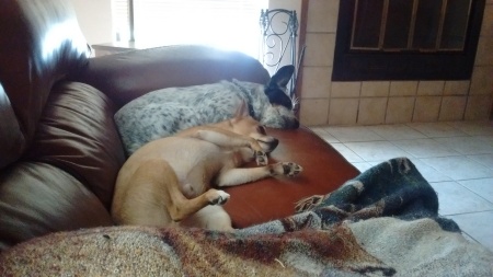 My heeler and Chi wait at home...ya right!