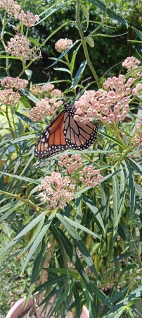 magnificent Monarch