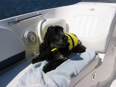 Moby, our grand puppy, on our boat