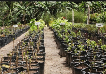 Organic garden- Sanctuary Belize
