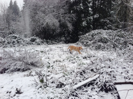 Back yard snow and Lani loves it☃️❄️⛄️!