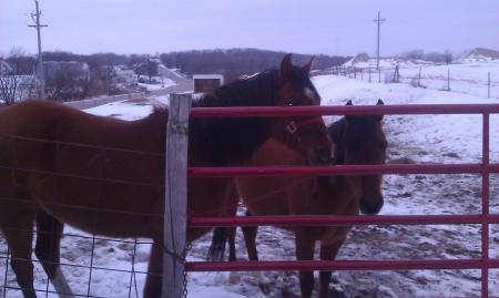 Two of our horses