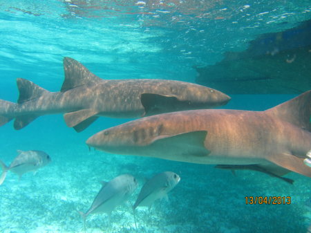 Shark Ray Alley - Belize Barrier Reef