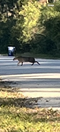 Bobcat came out of woods right after I passed 