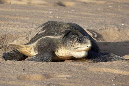 Sea Turtle Sri Lanka