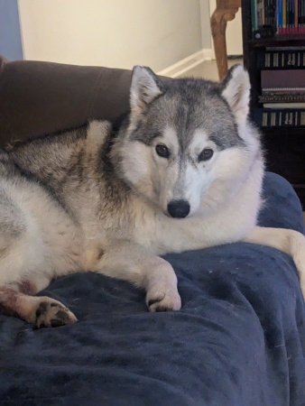 Kids, Gary &Ann's Husky 