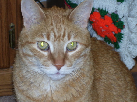 Chester: Our First Cat RIP
