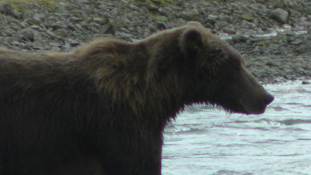 Evonne Trachsel's album, KODIAK  BEARS