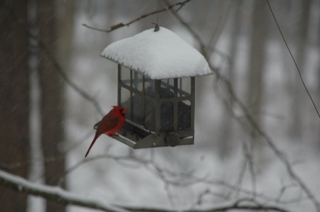 Feeder outside sunroom windows