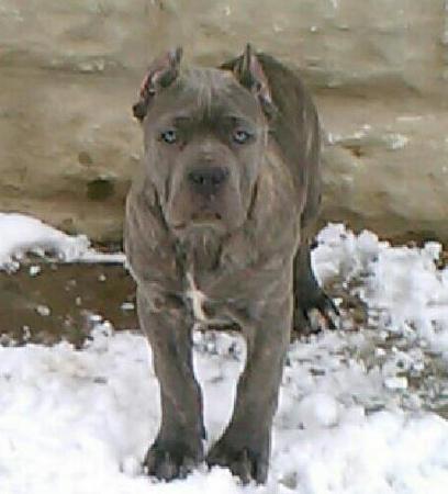 Jade Curry Cane Corso's Classmates® Profile Photo