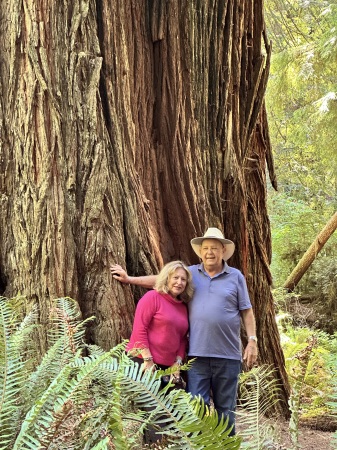 Redwoods, California coast, July 23